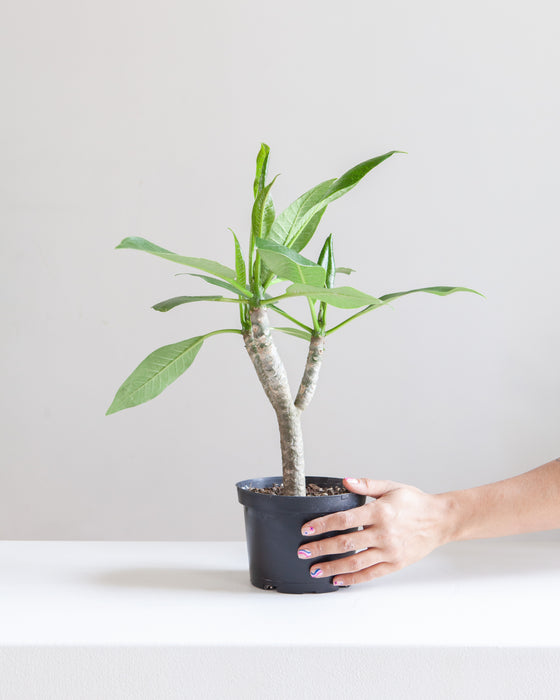 PLUMERIA (FRANGIPANI) 6" Grower Pot