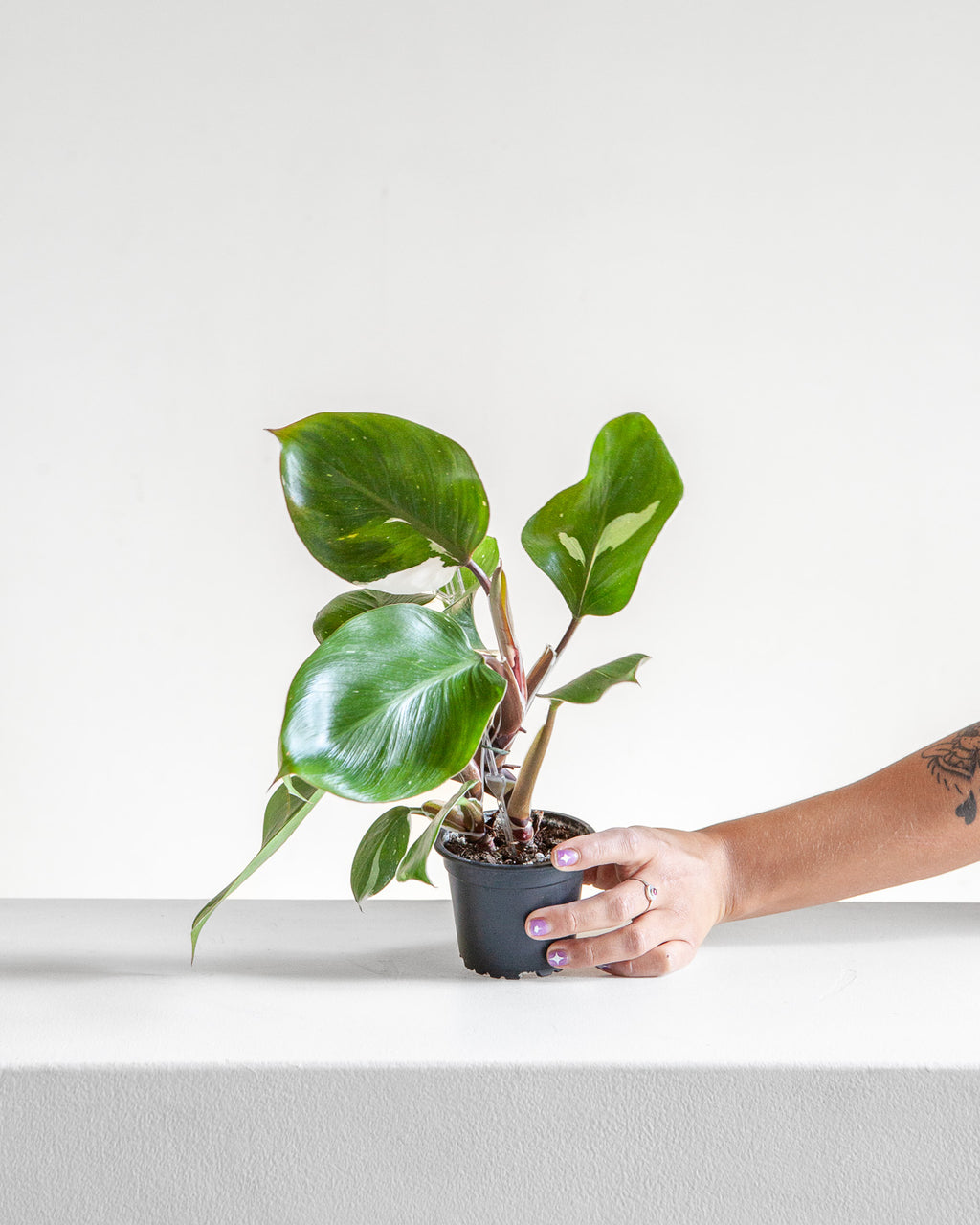 White Knight: Philodendron sp. - 4 inch pot