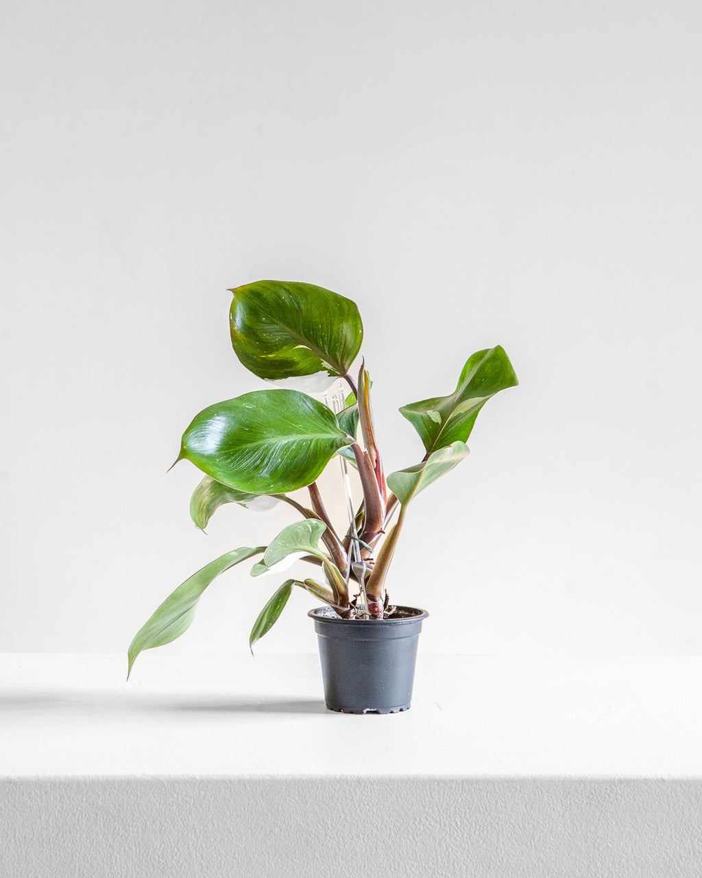 White Knight: Philodendron sp. - 4 inch pot