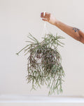 RHIPSALIS 'BACCIFERA', 7" HANGING BASKET