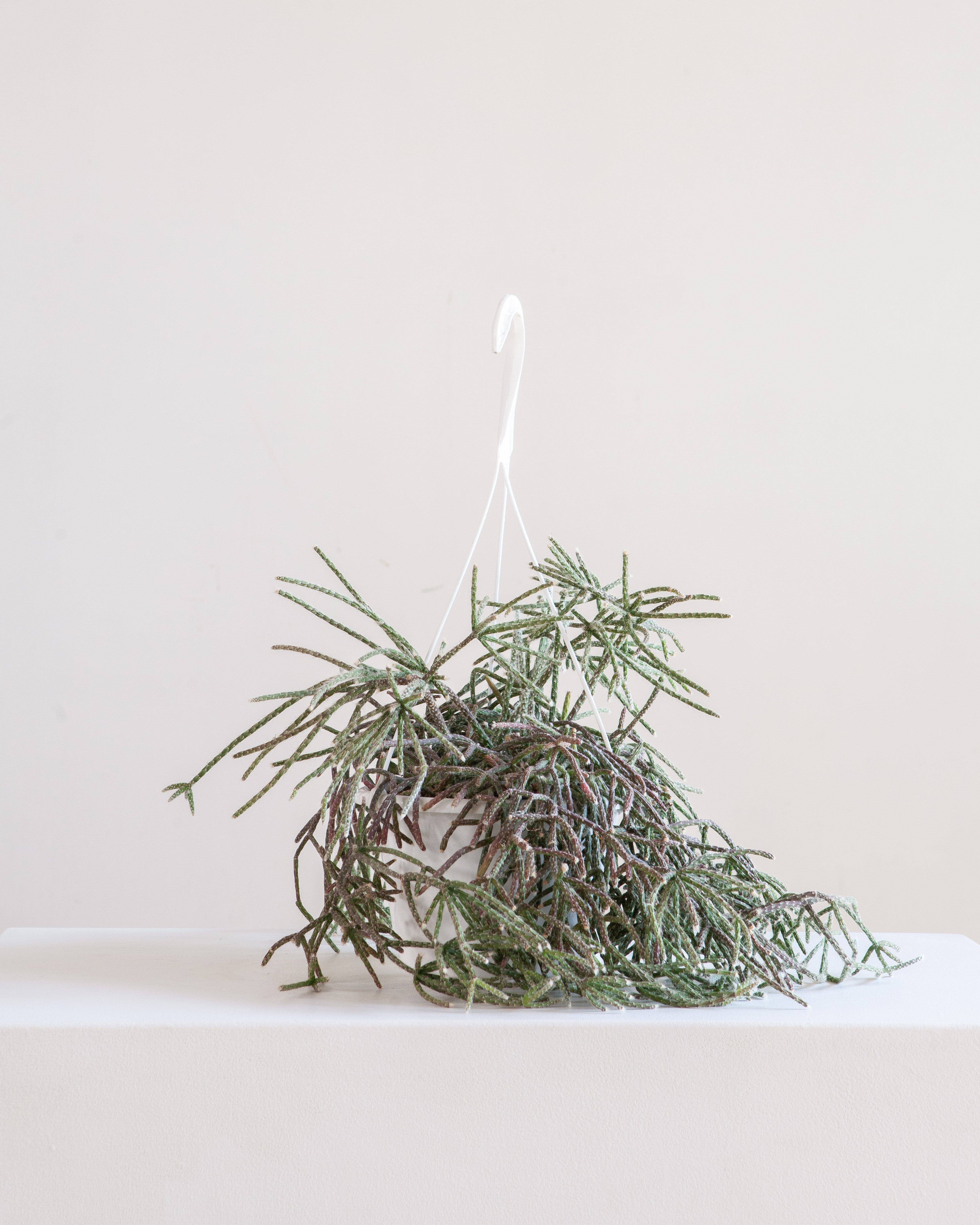 RHIPSALIS 'BACCIFERA', 7" HANGING BASKET
