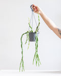 RHIPSALIS 'PARADOXA', 5" HANGING BASKET