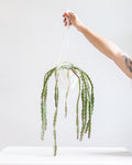 RHIPSALIS 'PENTAPTERA', 5" HANGING BASKET