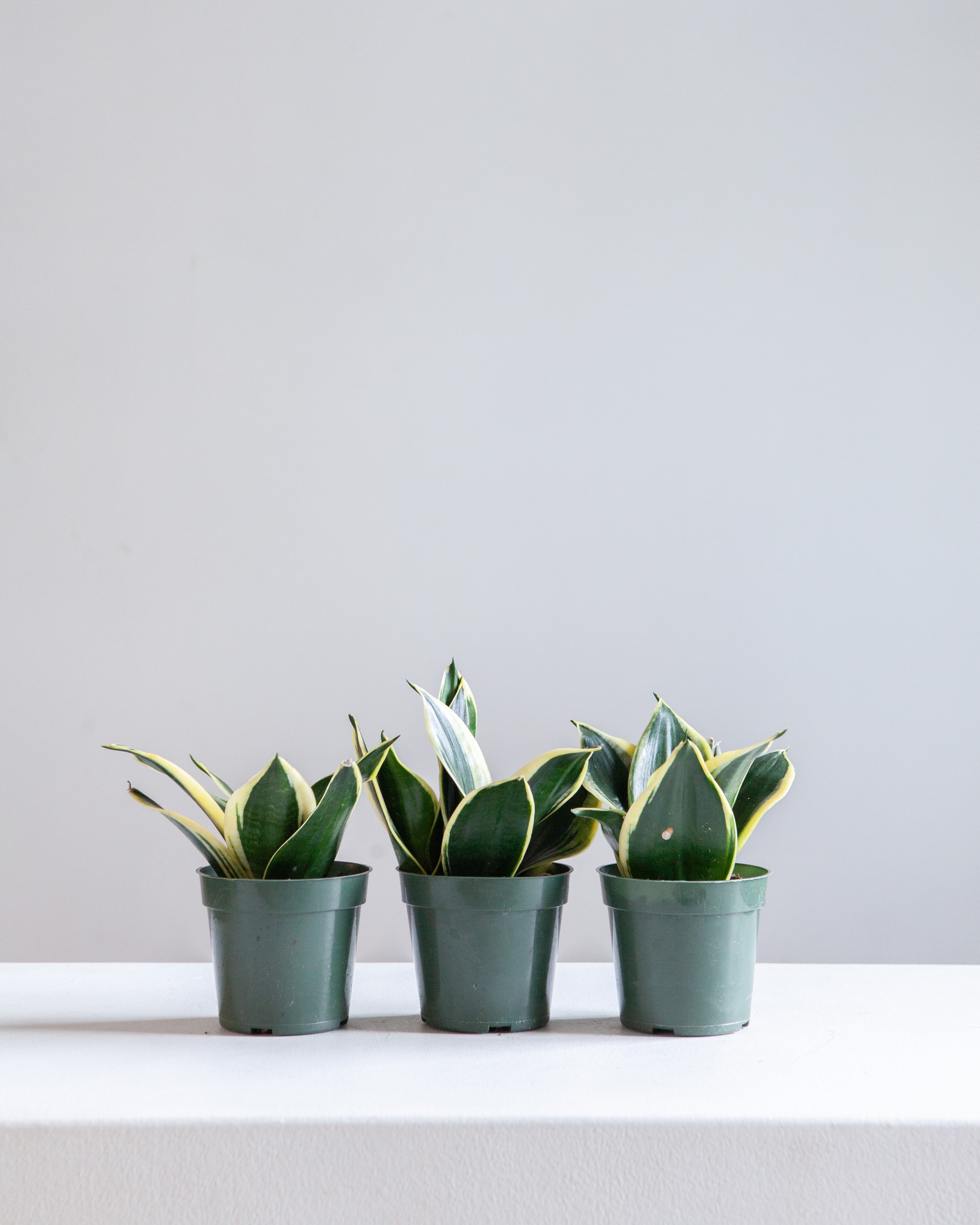 BLACK GOLD SNAKE PLANT (SANSEVIERIA 'HAHNI') 4" Grower Pot