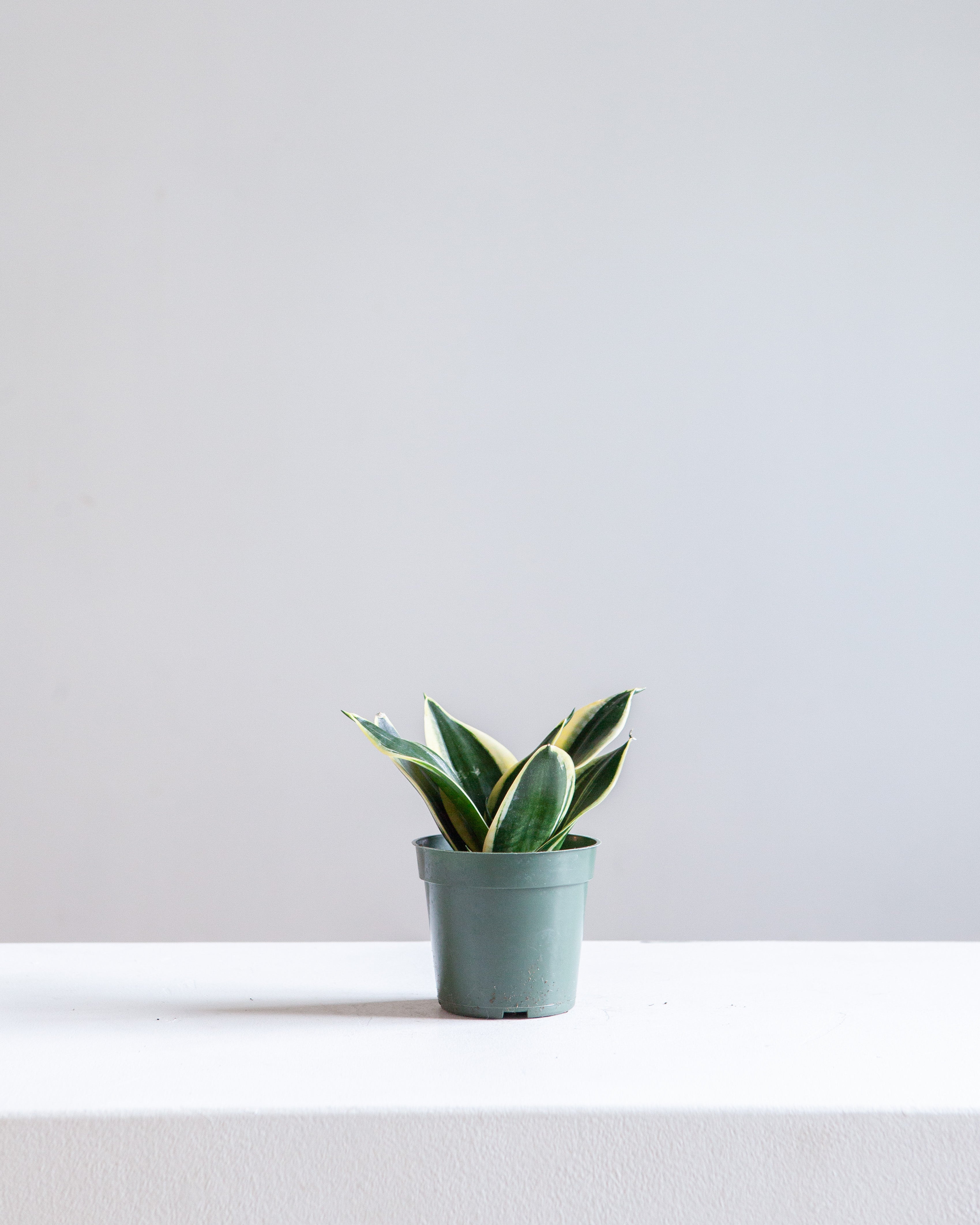 BLACK GOLD SNAKE PLANT (SANSEVIERIA 'HAHNI') 4" Grower Pot