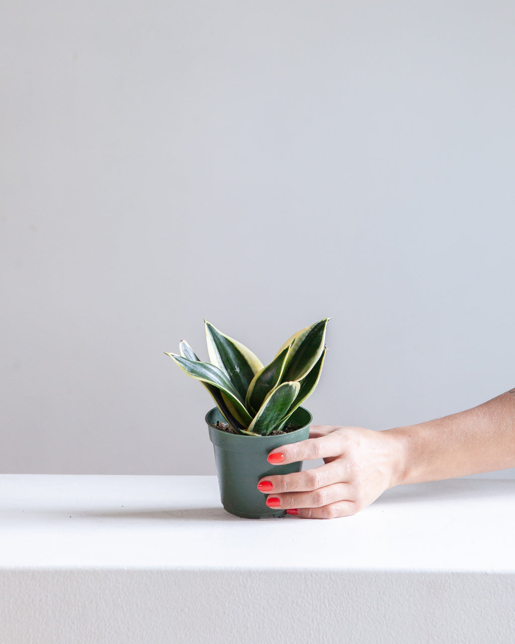 BLACK GOLD SNAKE PLANT (SANSEVIERIA 'HAHNI') 4" Grower Pot