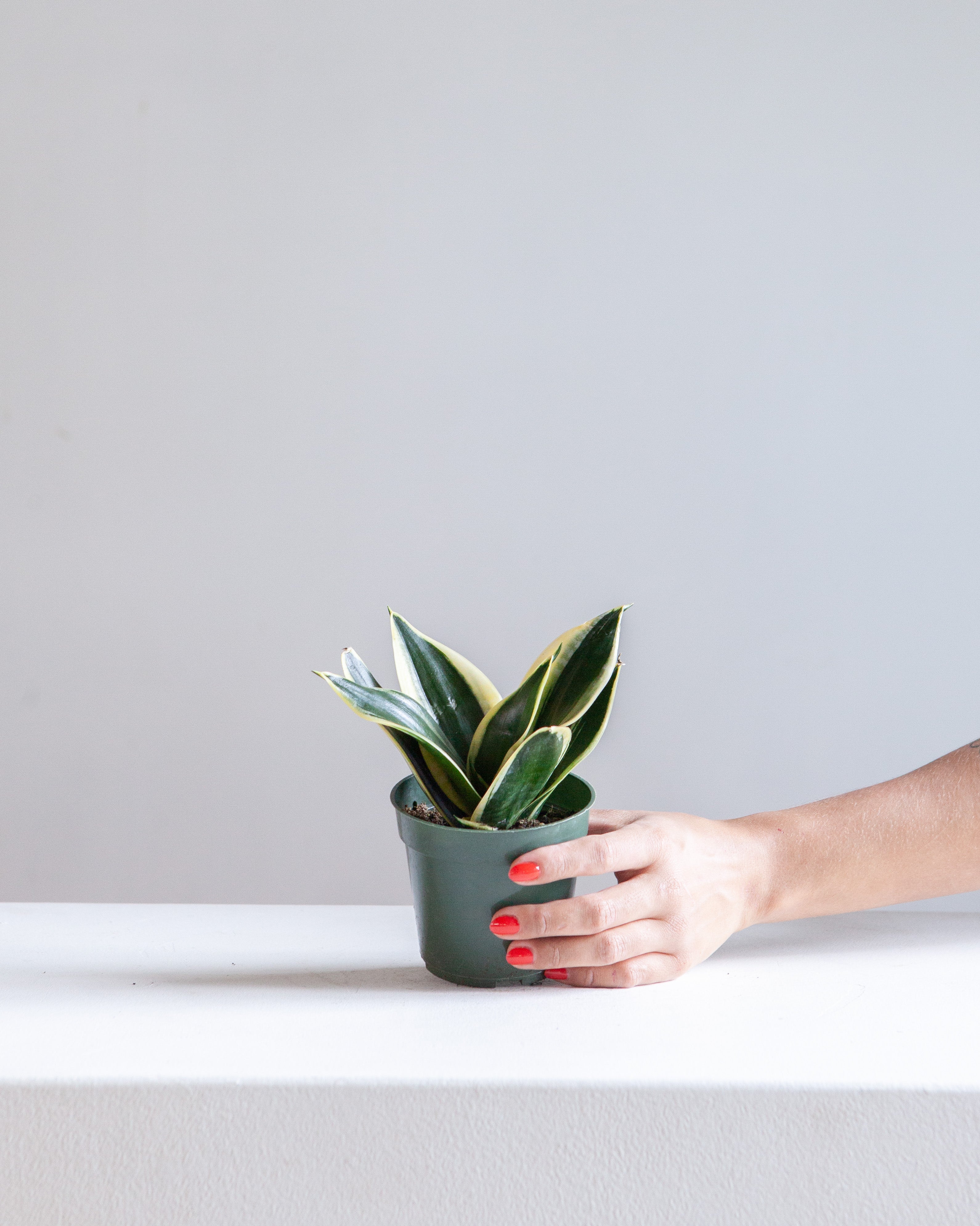 BLACK GOLD SNAKE PLANT (SANSEVIERIA 'HAHNI') 4" Grower Pot