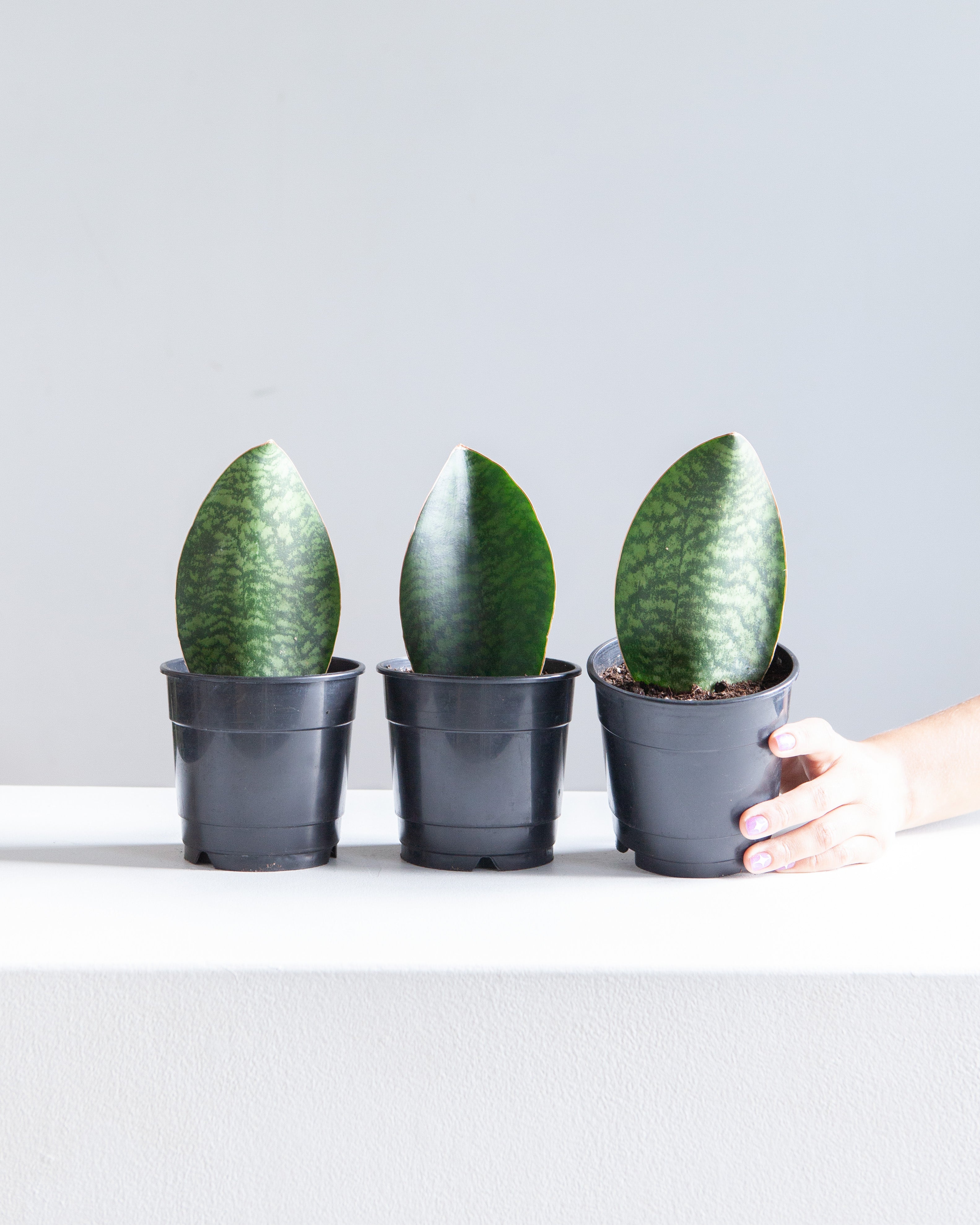 SANSEVIERIA MASONIANA ‘SHARK FIN’ 5" Grower Pot