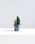 SANSEVIERIA MASONIANA ‘SHARK FIN’ 5" Grower Pot