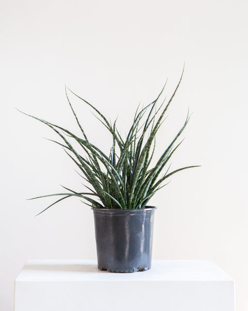 SNAKE PLANT (SANSEVIERIA 'FERNWOOD MIKADO') 10" Grower Pot