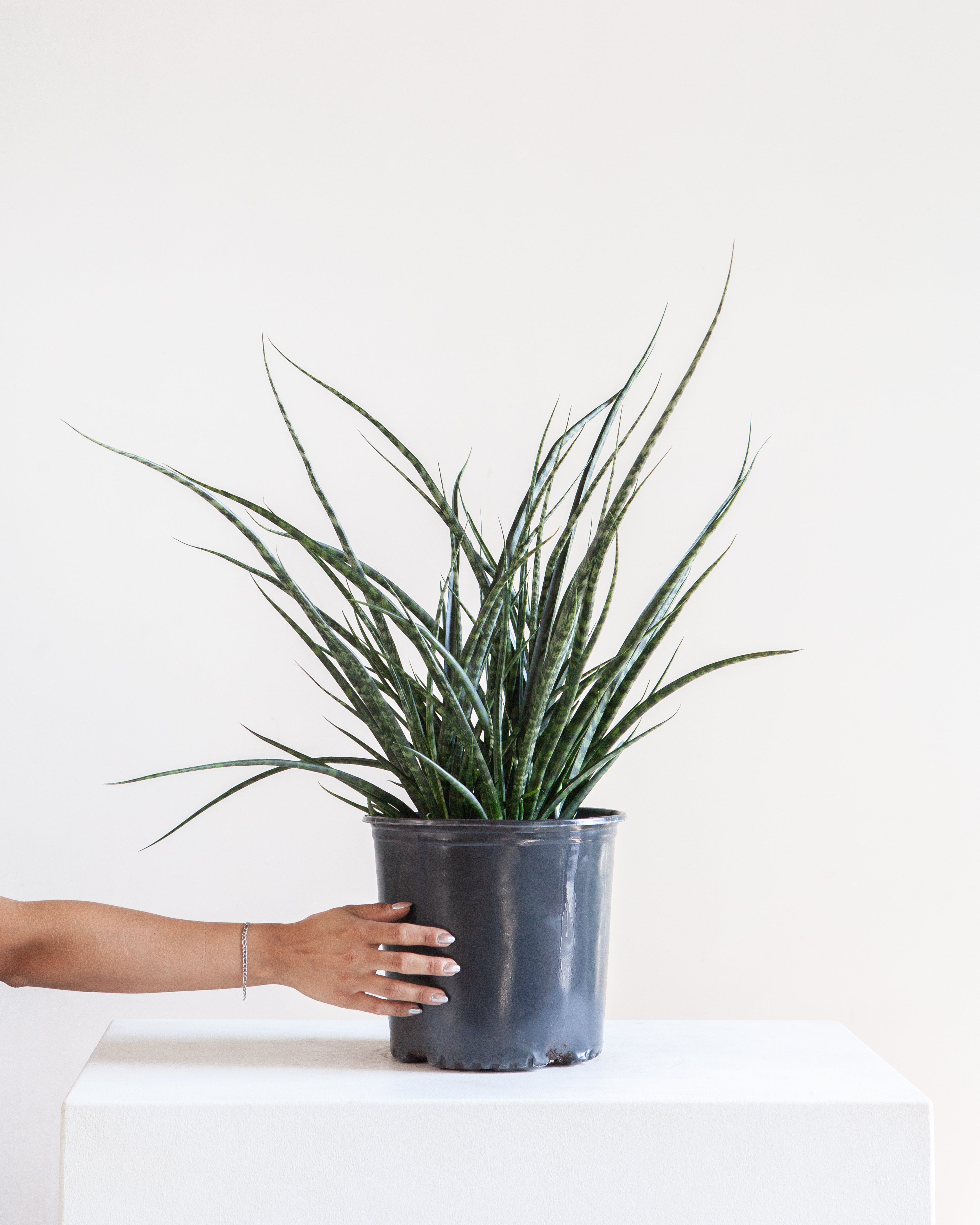 Fernwood Punk Snake Plant: Sansevieria bacularis - 10 inch pot - 3 foot tall
