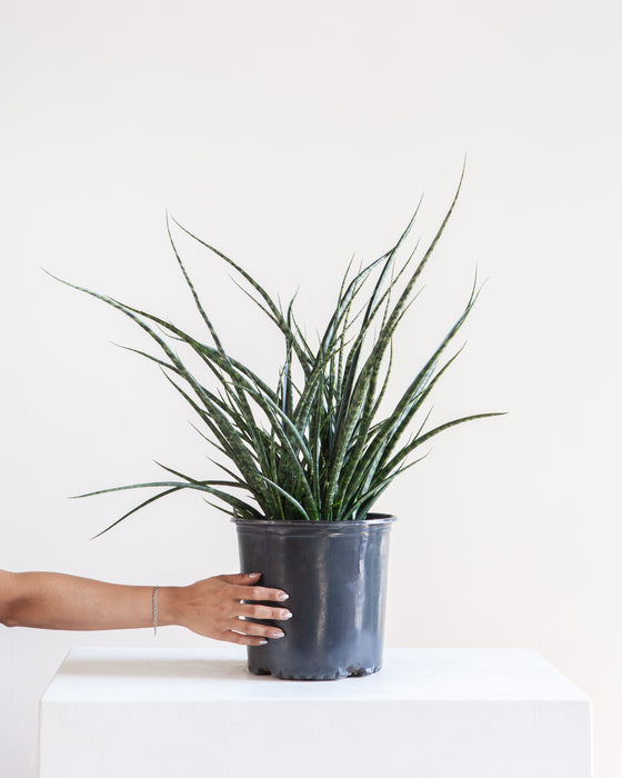 SNAKE PLANT (SANSEVIERIA 'FERNWOOD MIKADO') 10" Grower Pot