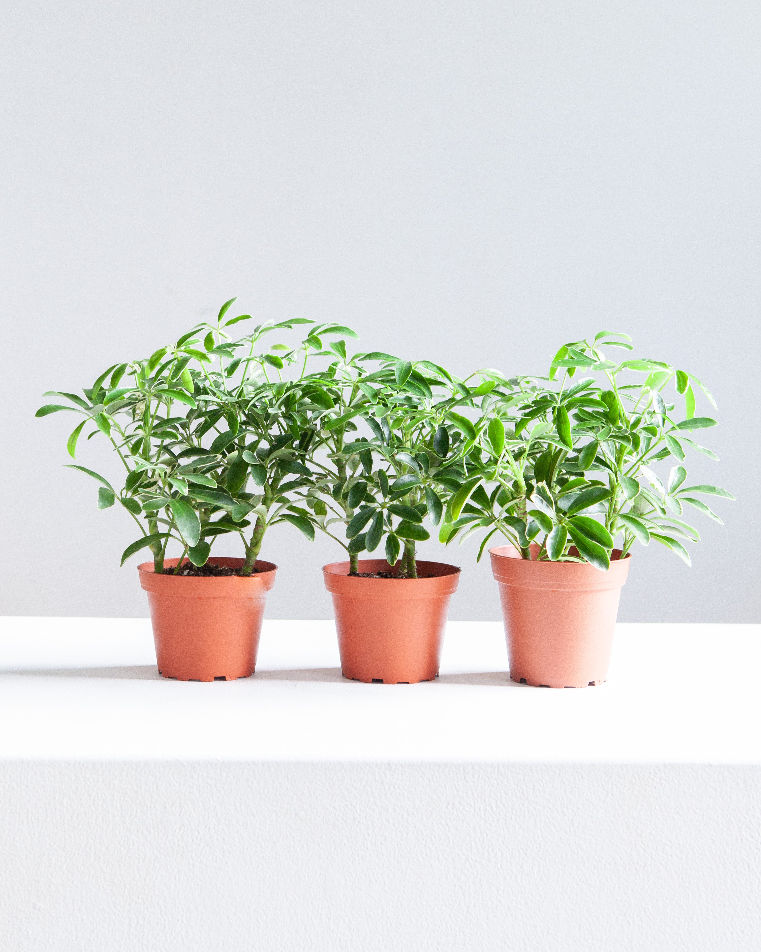 SCHEFFLERA ARBORICOLA 'MINI MOONDROP' 4" Grower Pot