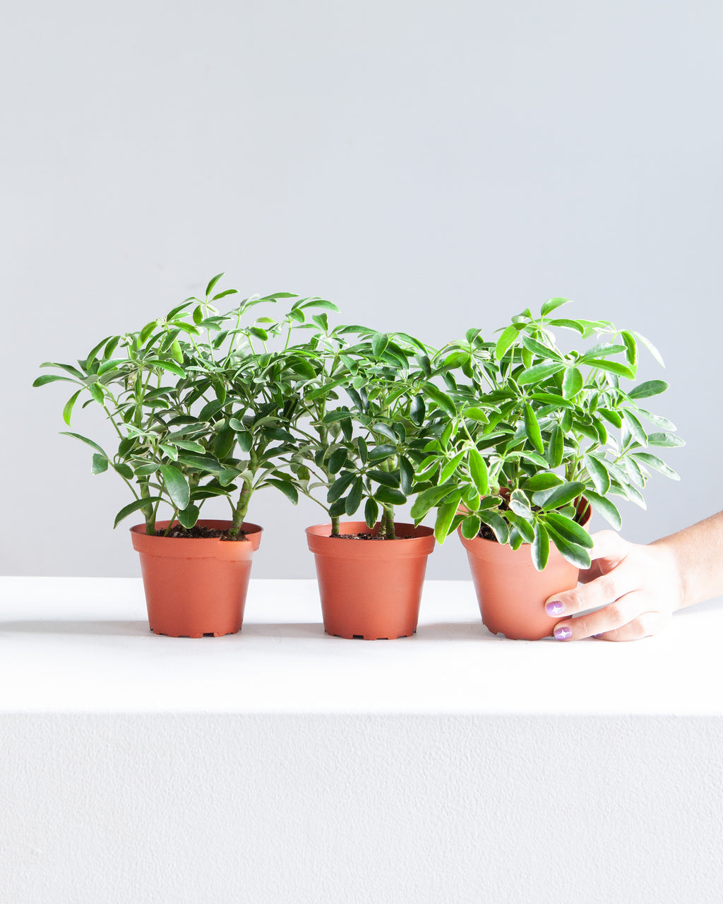 SCHEFFLERA ARBORICOLA 'MINI MOONDROP' 4" Grower Pot