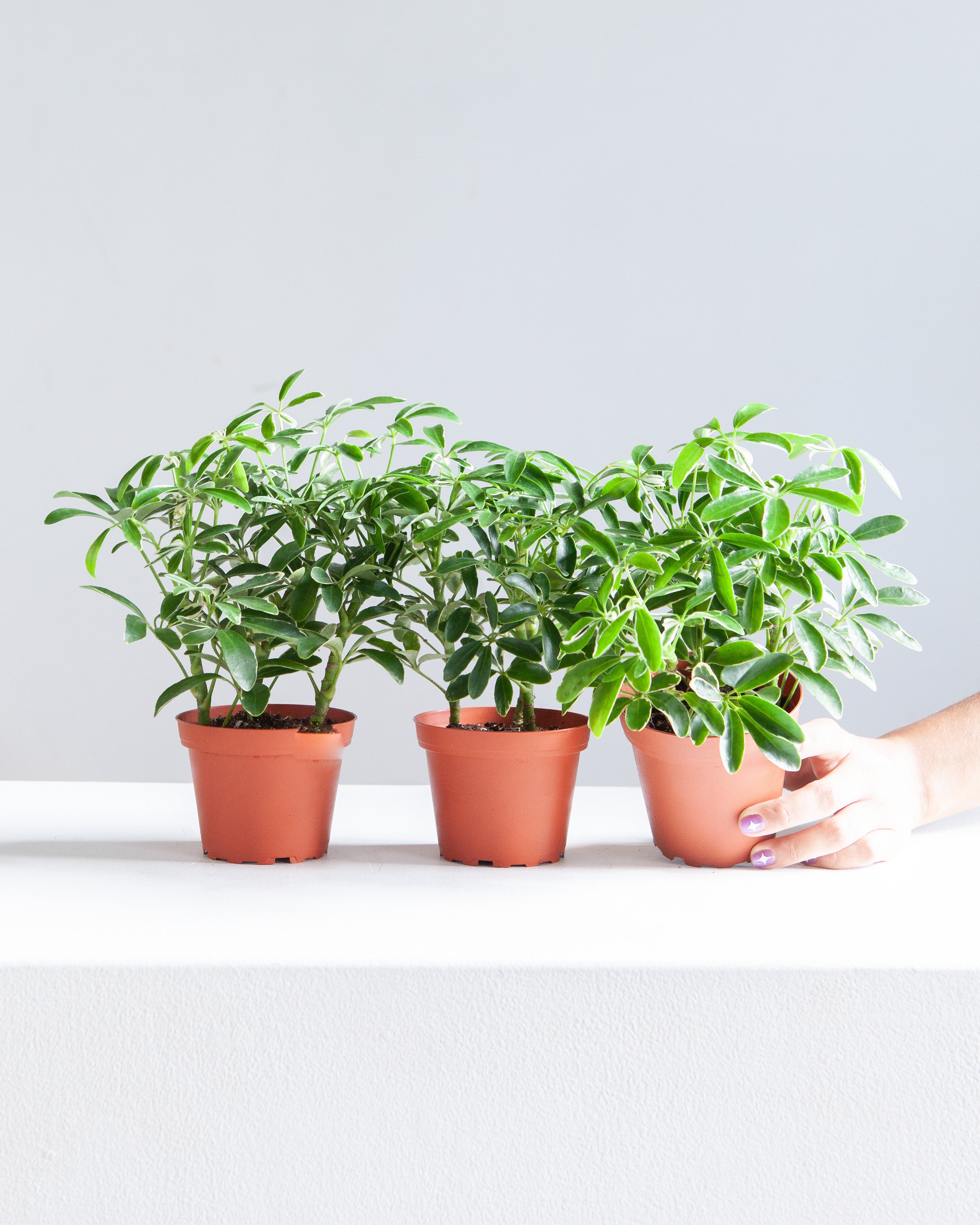 SCHEFFLERA ARBORICOLA 'MINI MOONDROP' 4" Grower Pot