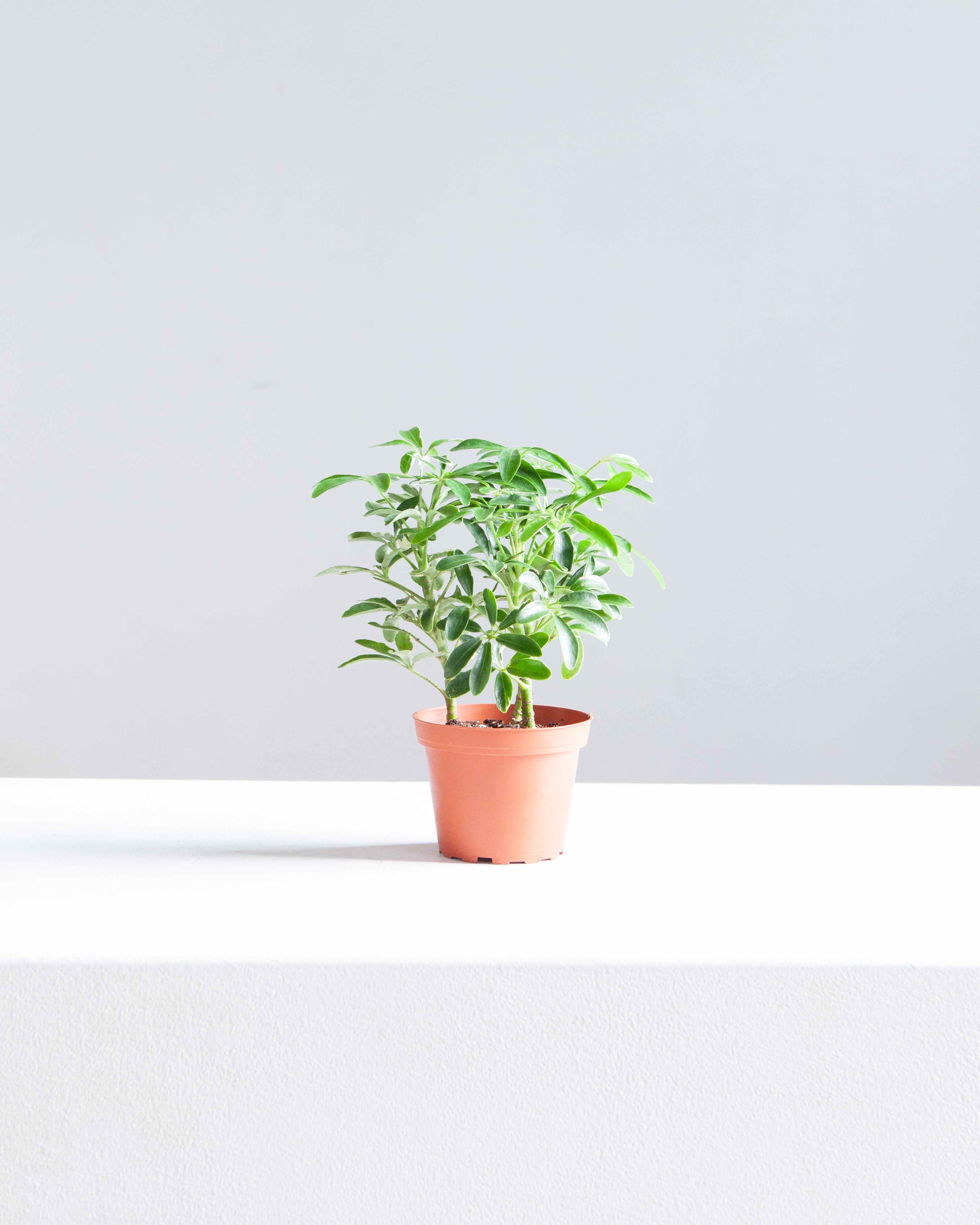 SCHEFFLERA ARBORICOLA 'MINI MOONDROP' 4" Grower Pot