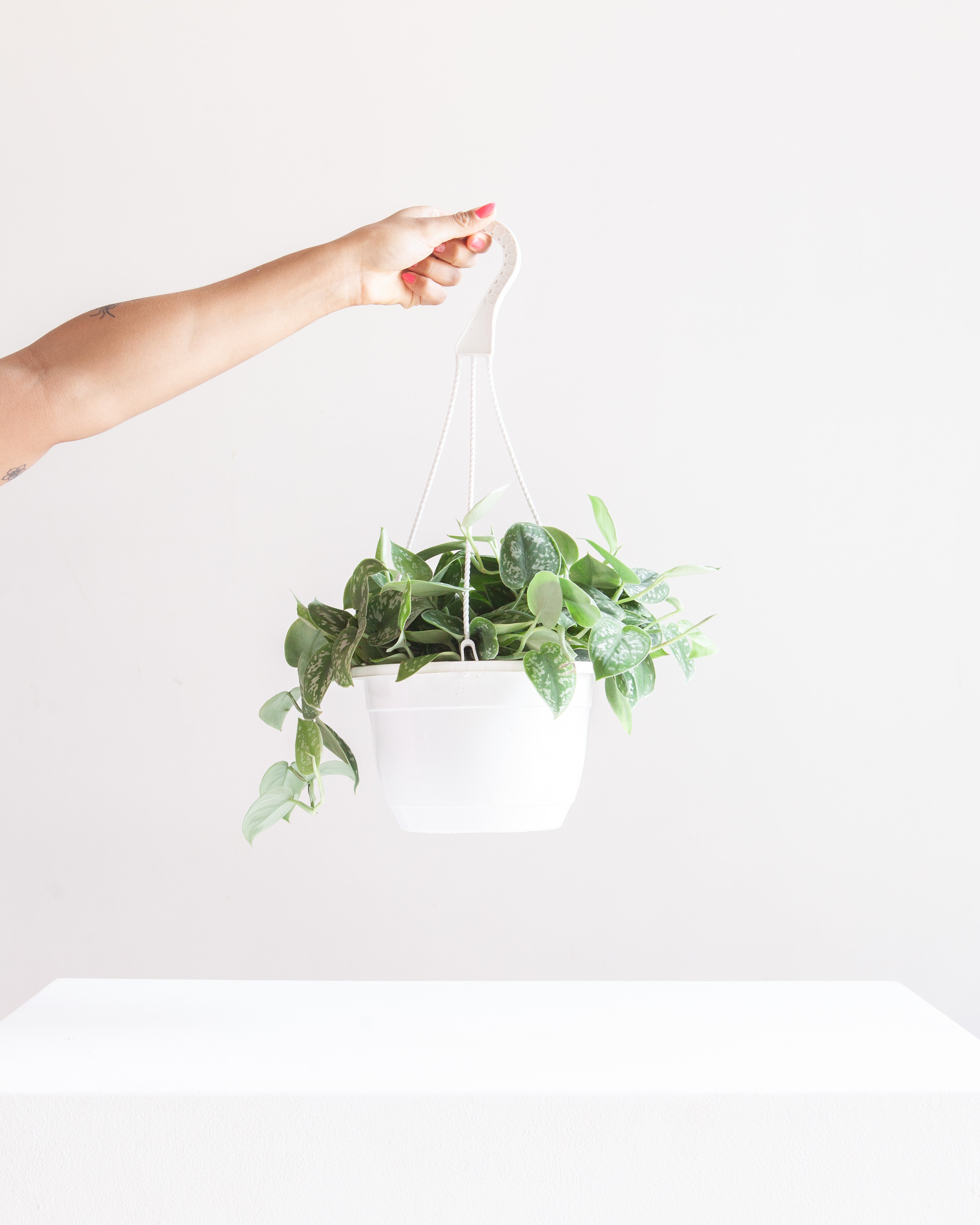 Silvery Ann Pothos: Scindapsus pictus - 8 inch hanging basket