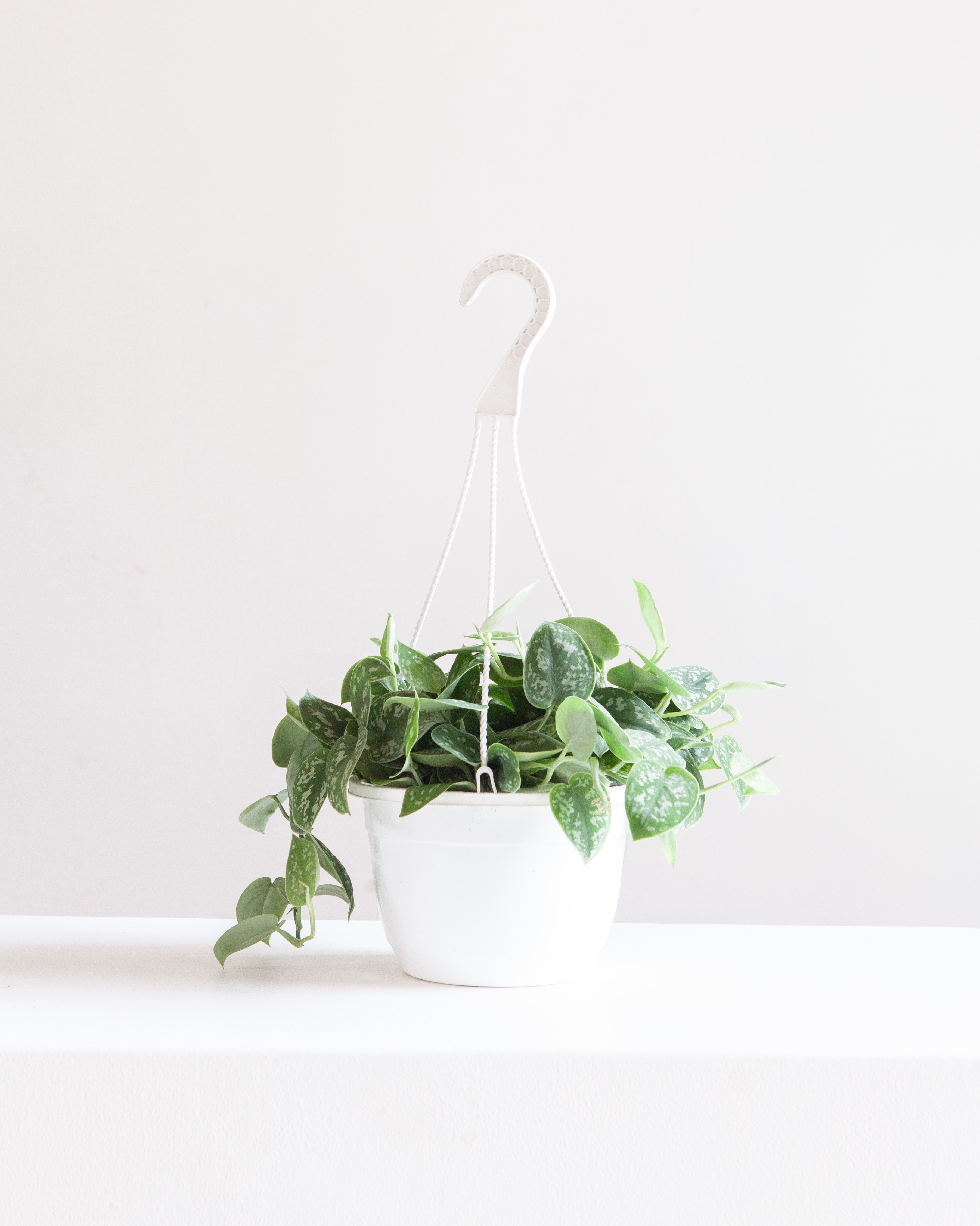 Silvery Ann Pothos: Scindapsus pictus - 8 inch hanging basket