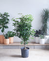 SCHEFFLERA ARBORICOLA BRAID 14 " Grower Pot (5-5.5' tall)