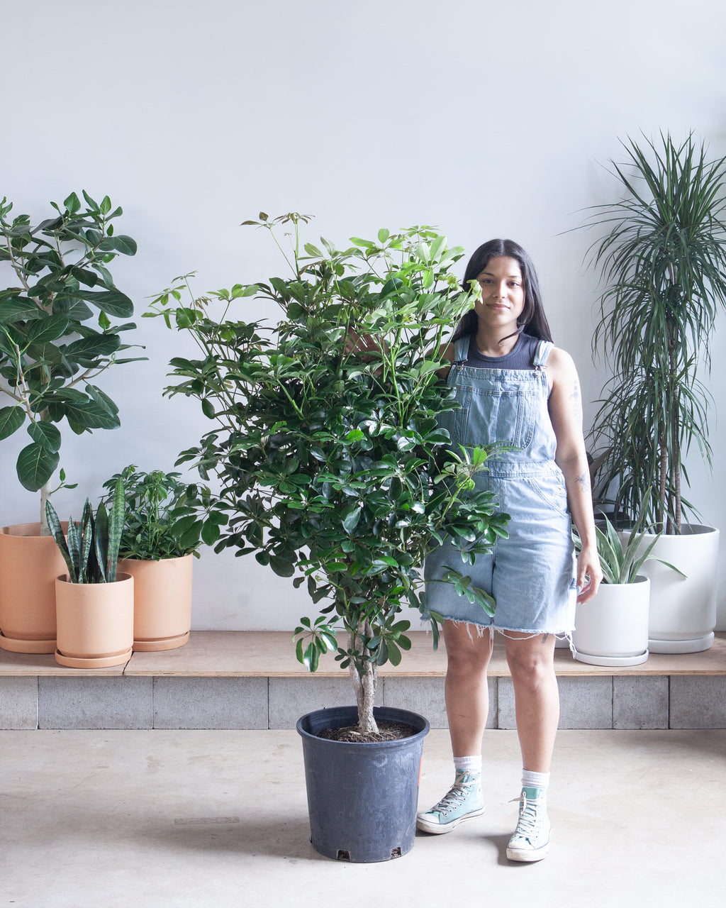 Braided Dwarf Umbrella Tree: Schefflera arboricola - 14 inch pot - 5-6' Tall