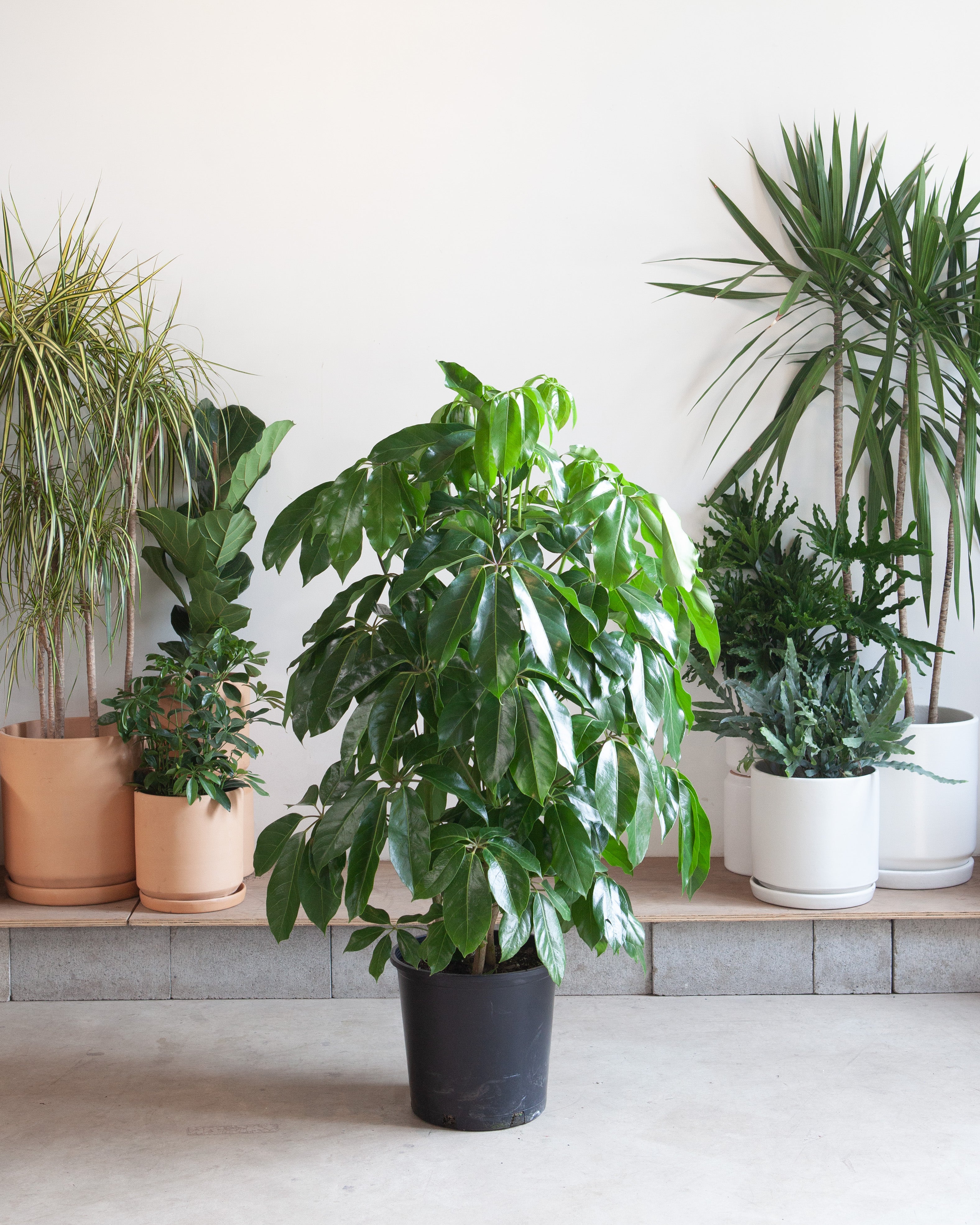 umbrella tree plant indoor Amate Umbrella Tree: Schefflera actinophylla - 14 inch pot