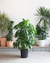 SCHEFFLERA AMATE 14 Inch. Grower Pot (5-6' tall)