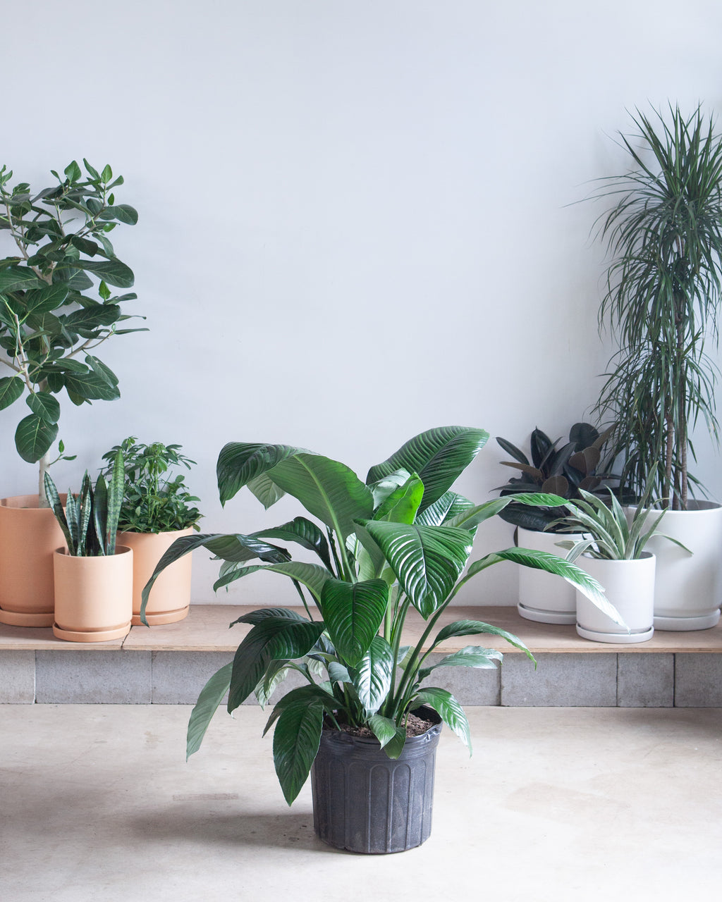 Sensation Peace Lily: Spathiphyllum - 14 inch pot - 3-4 foot tall