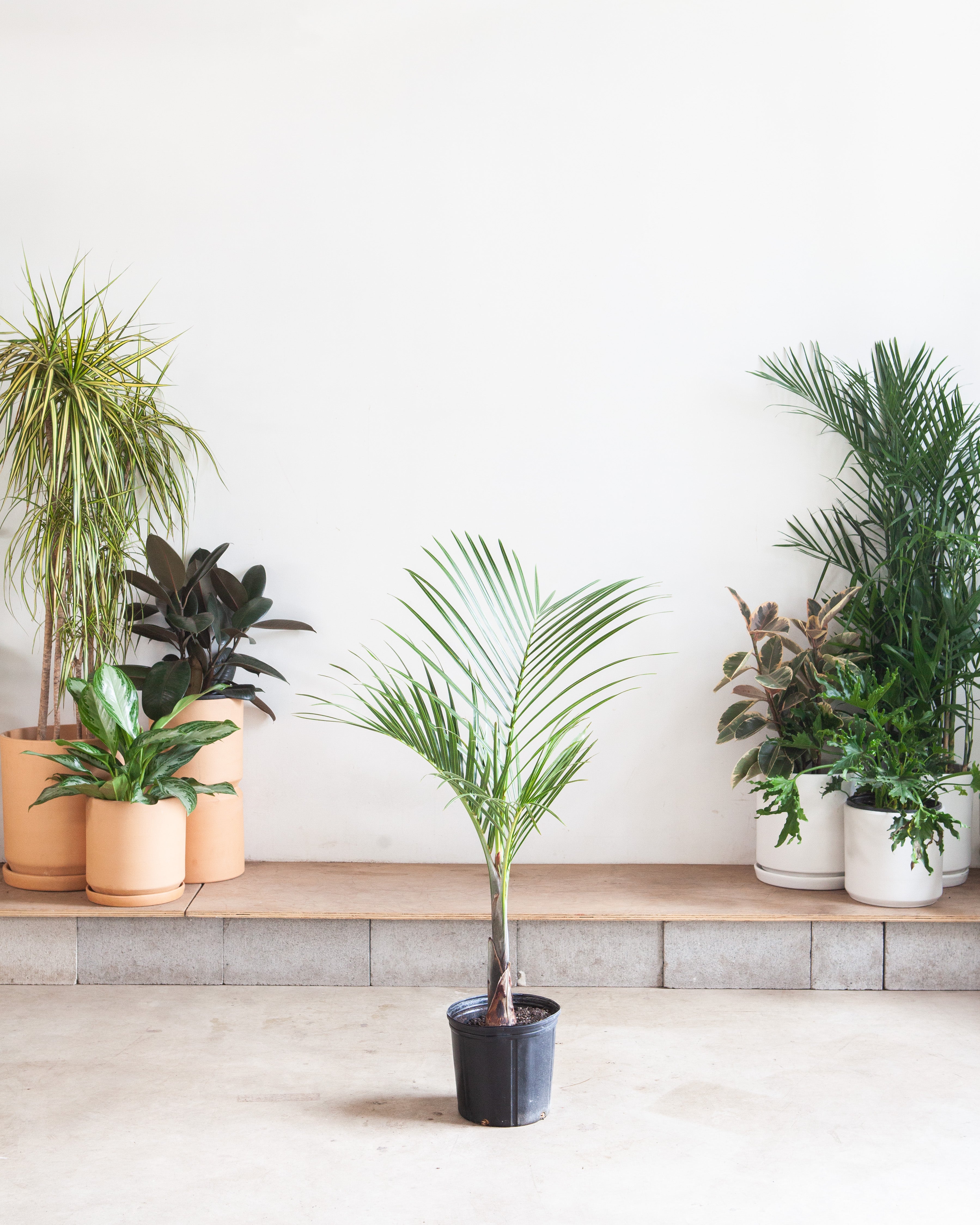 Spindle Palm: Hyophorbe verschaffeltii - 10 inch pot - 3-3.5 foot tall