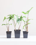 SYNGONIUM ALBO 3.5" - 4" Square Grower Pot *COLLECTOR PLANT*