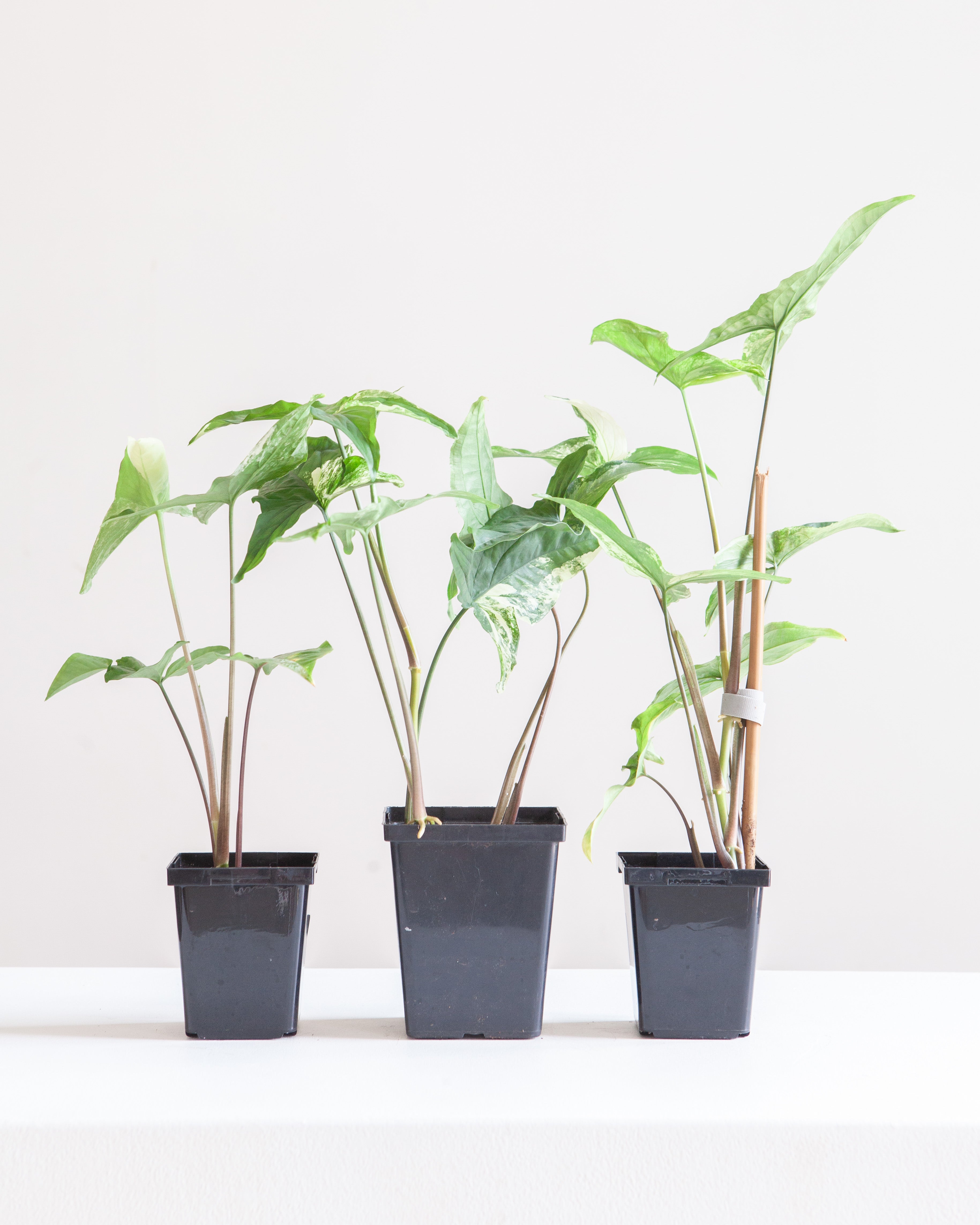 SYNGONIUM ALBO 3.5" - 4" Square Grower Pot *COLLECTOR PLANT*