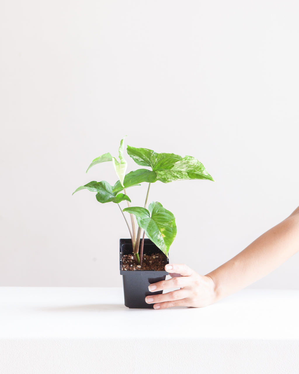 SYNGONIUM ALBO 3.5" - 4" Square Grower Pot *COLLECTOR PLANT*