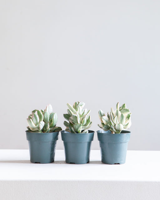 VARIEGATED JADE 4" Grower Pot