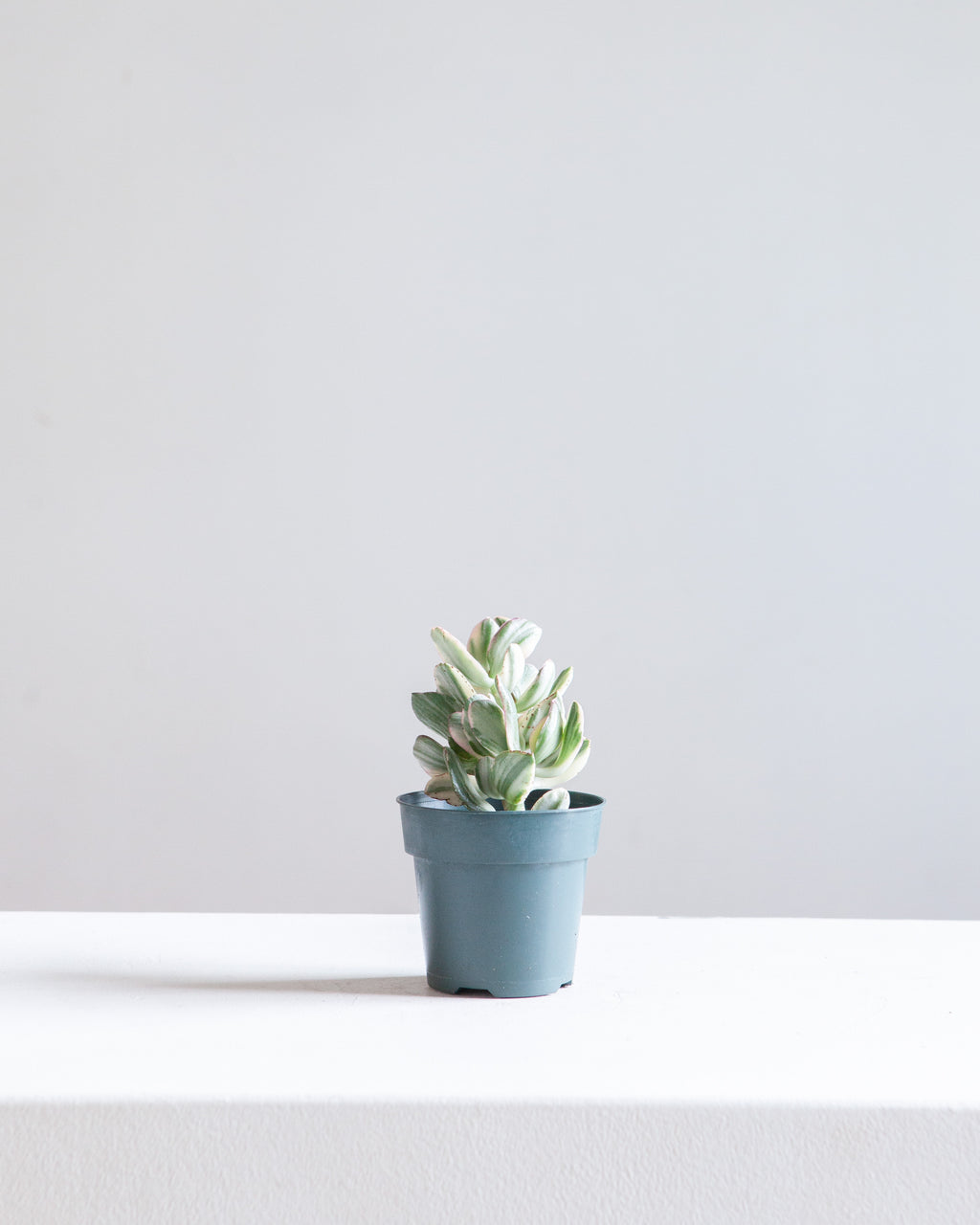 Variegated Jade Plant: Crassula ovata - 4 inch pot