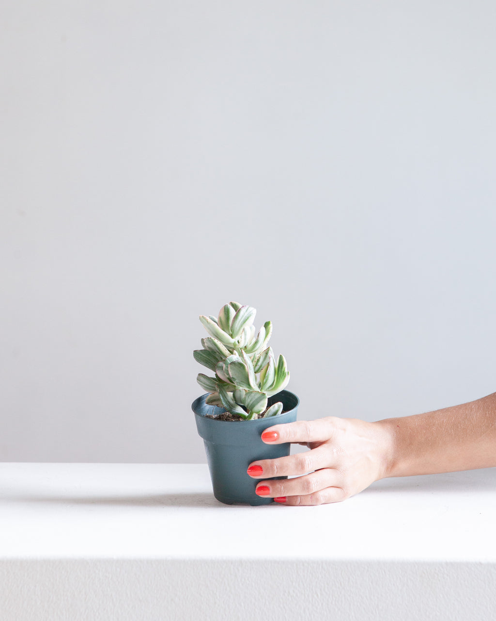 Variegated Jade Plant: Crassula ovata - 4 inch pot