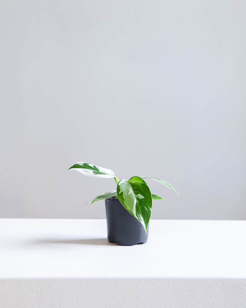 White Princess: Philodendron sp. - 4 inch pot