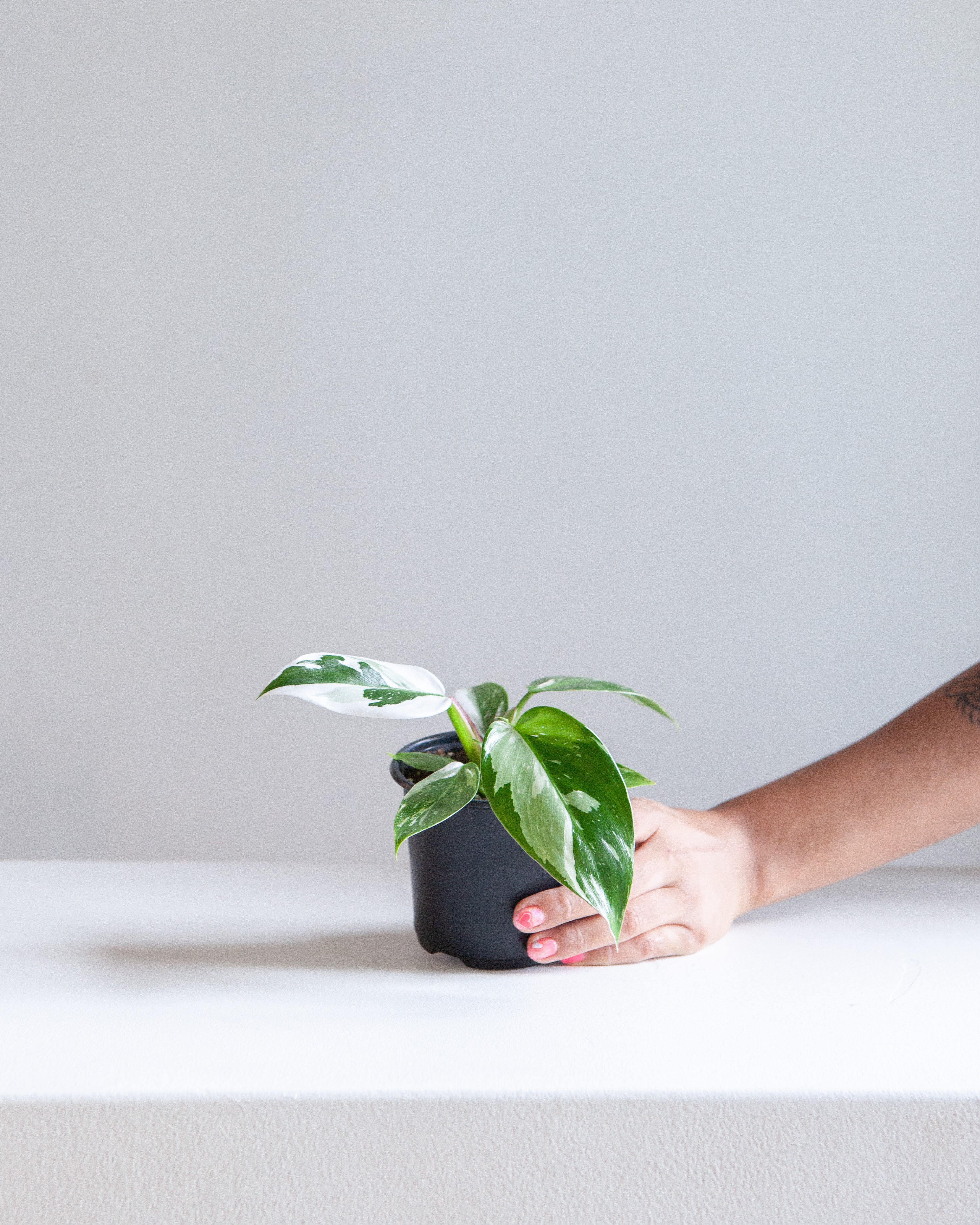 White Princess: Philodendron sp. - 4 inch pot