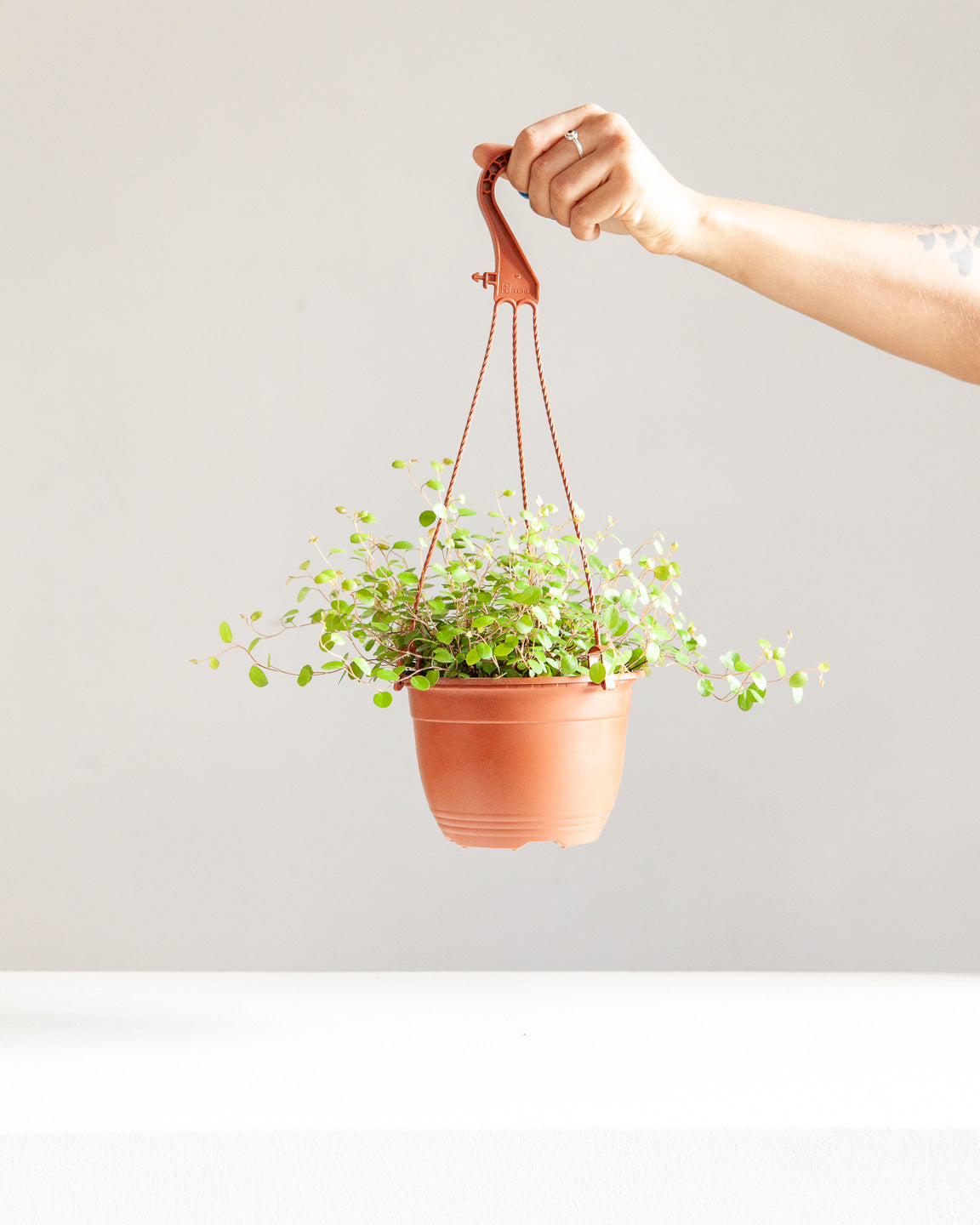 WIRE VINE 6" HANGING BASKET