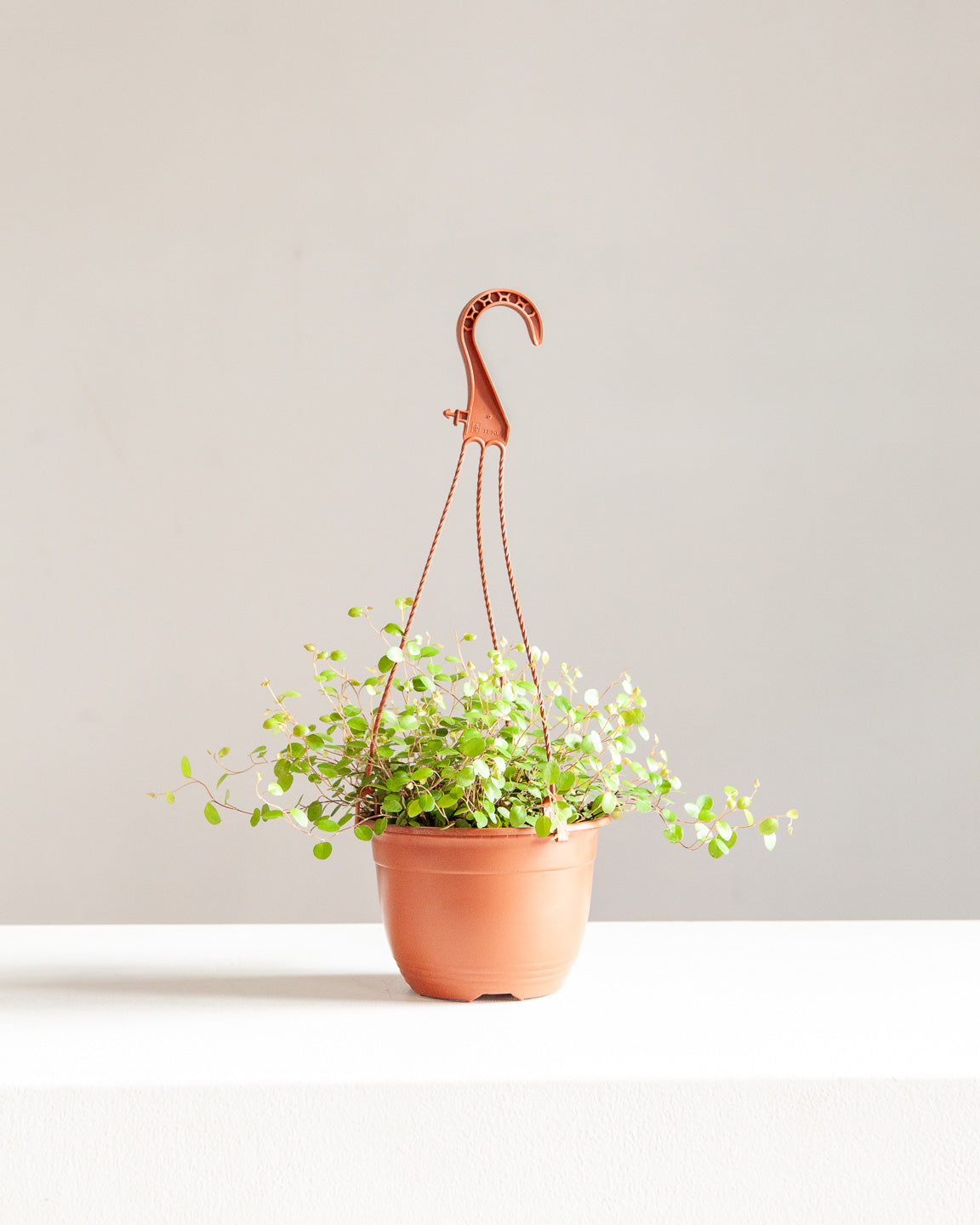 WIRE VINE 6" HANGING BASKET