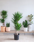 Yucca Staggered Cane: Yucca gigantea - 14 inch pot - 5-6 foot tall