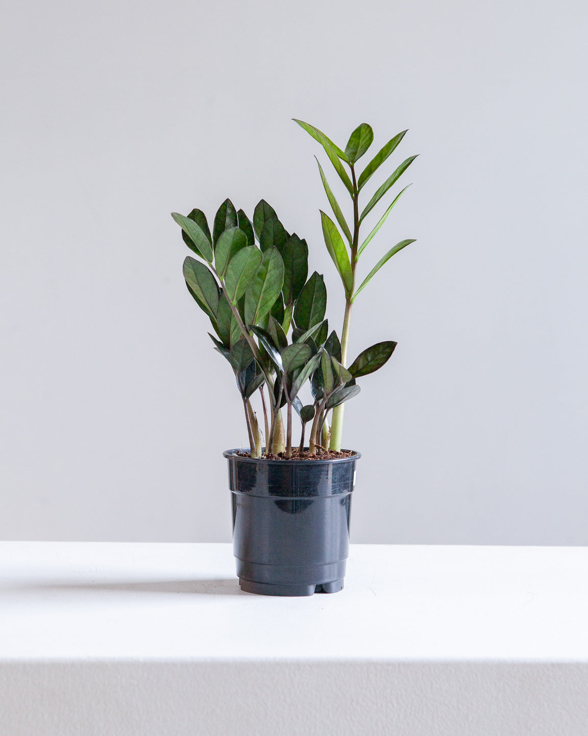 Supernova ZZ Plant: Zamioculcas zamiifolia - 5 inch pot