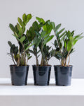Supernova ZZ Plant: Zamioculcas zamiifolia - 5 inch pot