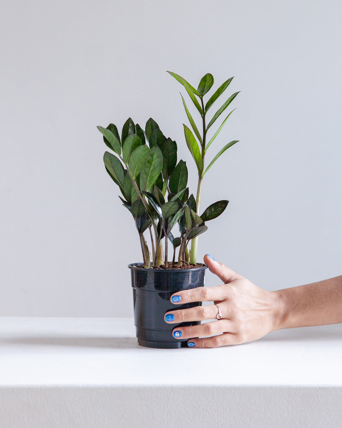 Supernova ZZ Plant: Zamioculcas zamiifolia - 5 inch pot