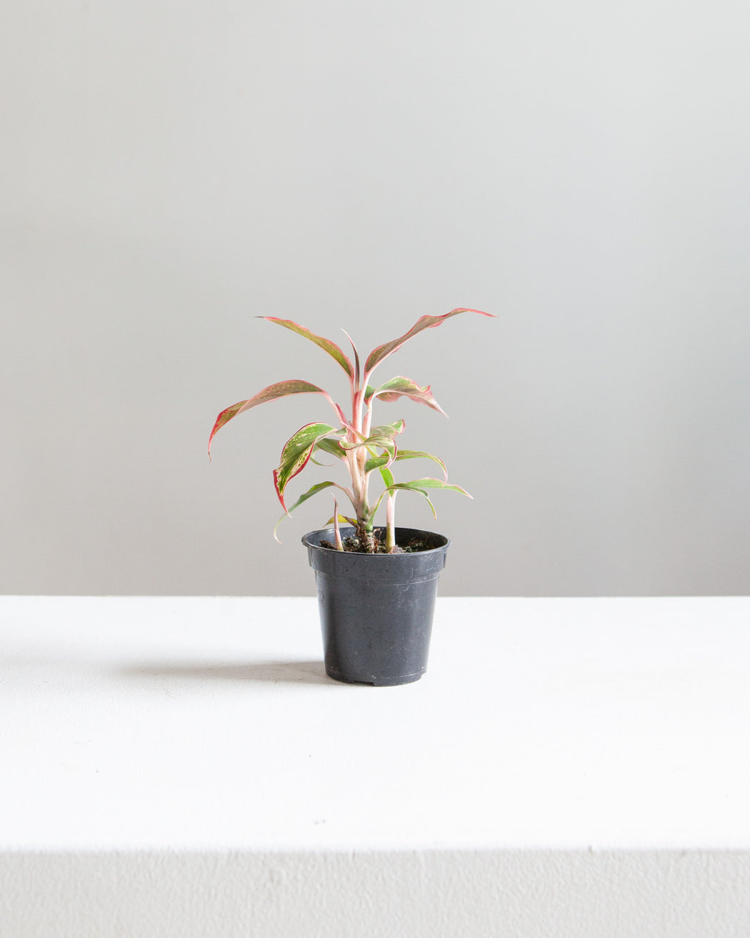 Siam Red Gold Chinese Evergreen: Aglaonema - 4 inch pot