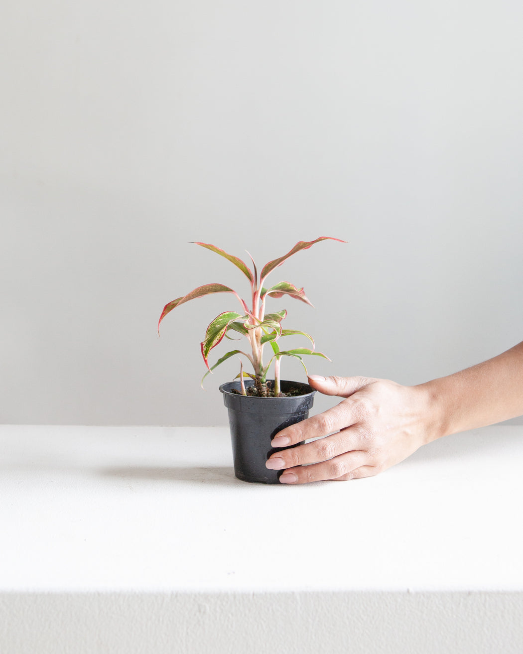 Siam Red Gold Chinese Evergreen: Aglaonema - 4 inch pot
