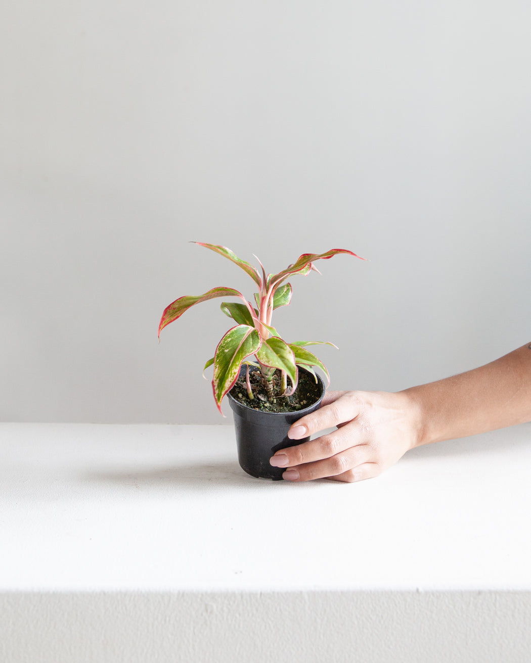 Siam Red Gold Chinese Evergreen: Aglaonema - 4 inch pot
