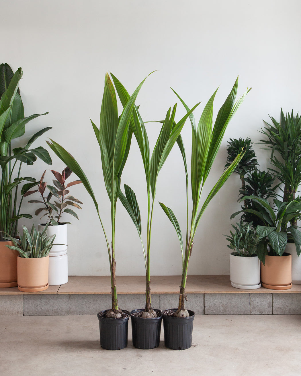 COCONUT PALM 10" Grower Pot (~4 feet tall)