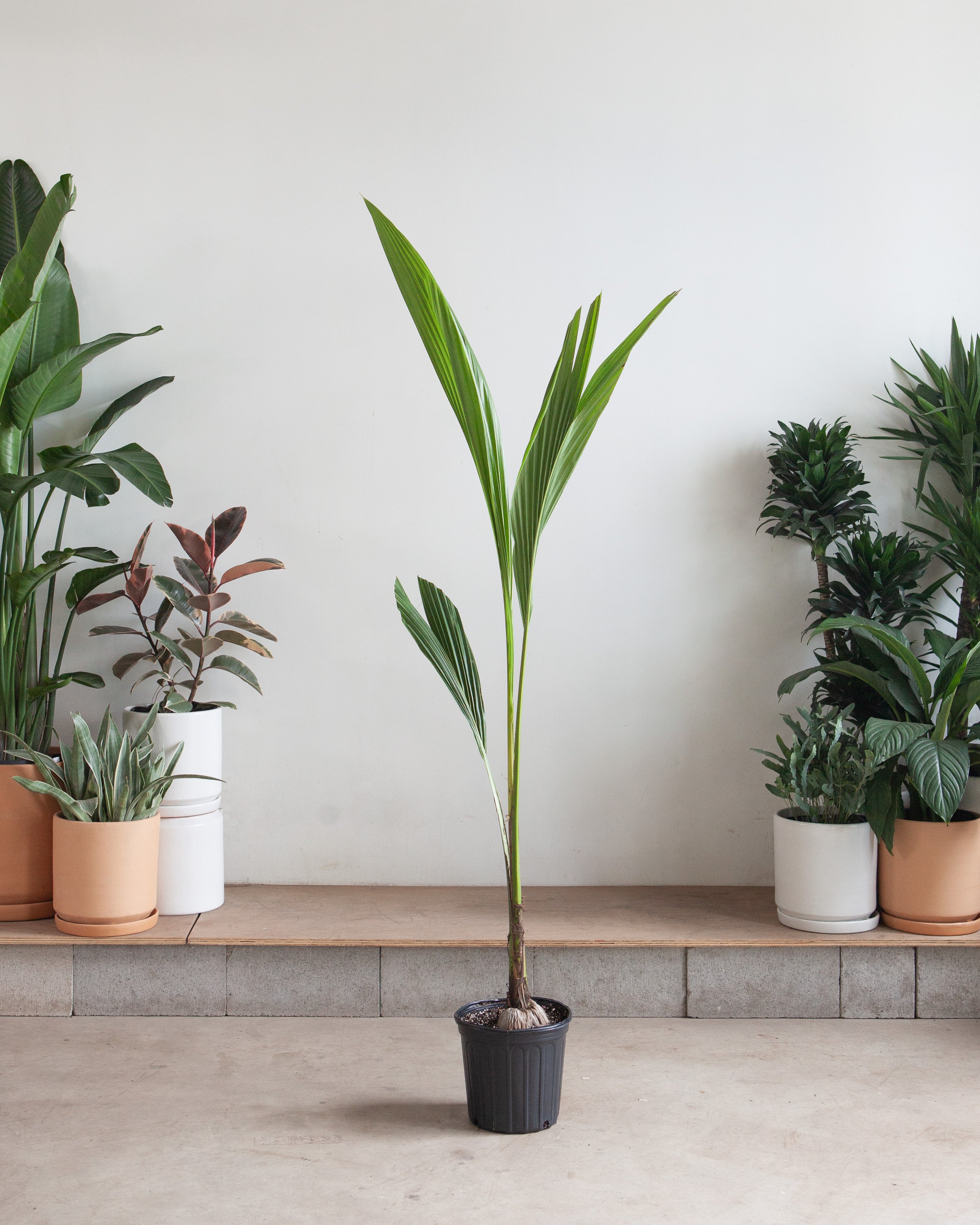 Coconut Palm: Cocos nucifera - 10 inch pot - 2.5-3.5 foot tall