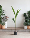 COCONUT PALM 10" Grower Pot (4-5' tall)