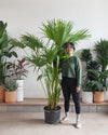 CHINESE FAN PALM 14 INCH. Grower Pot (6-7' tall)