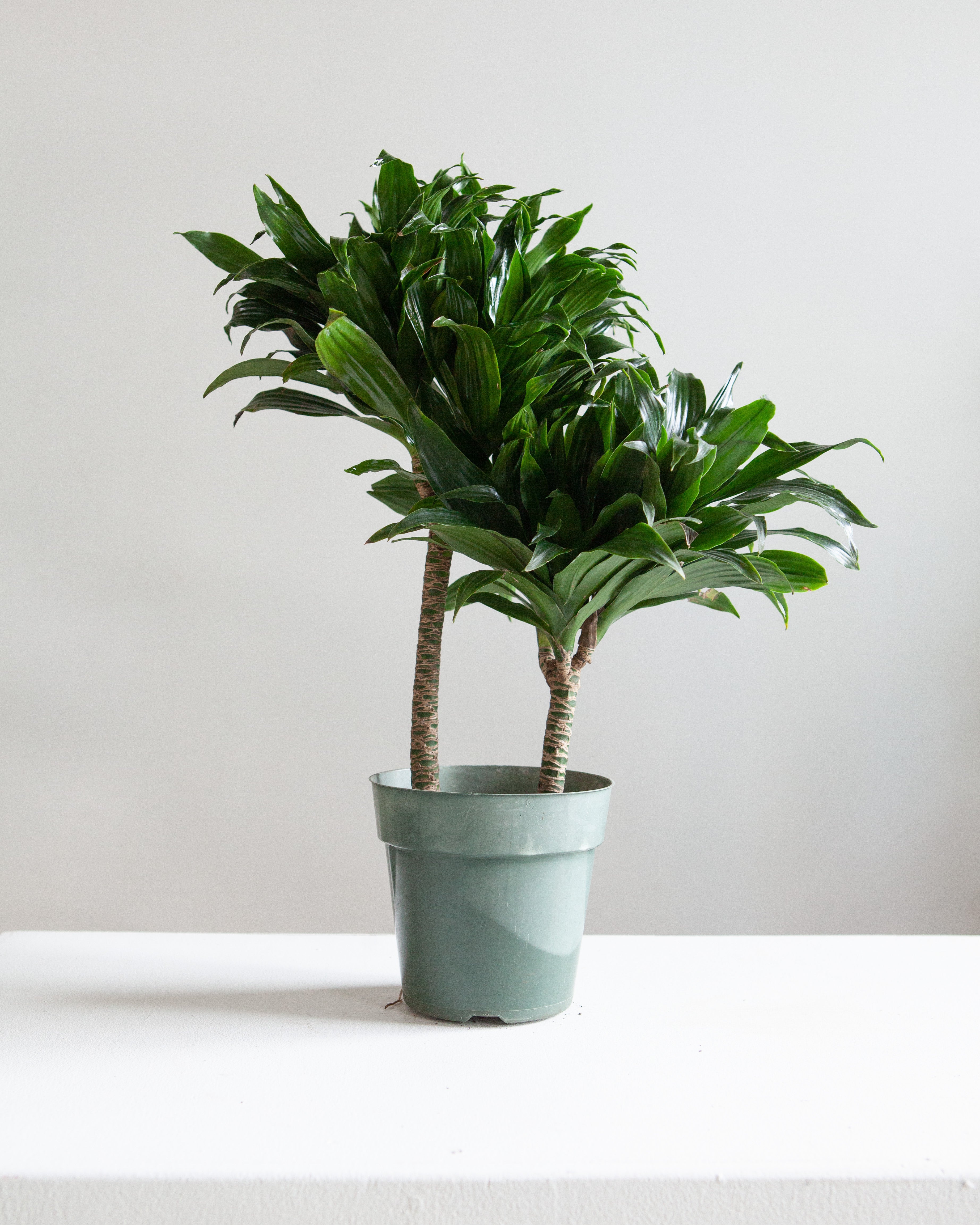 dracaena compacta cane DRACAENA JANET CRAIG COMPACTA CANE 6" Grower Pot – Dynasty Plants